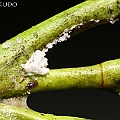 Aegialitis annulata (Club Mangrove) salt crystals<br />Canon KDX (400D) + EFS60 F2.8 + SPEEDLITE 380EX